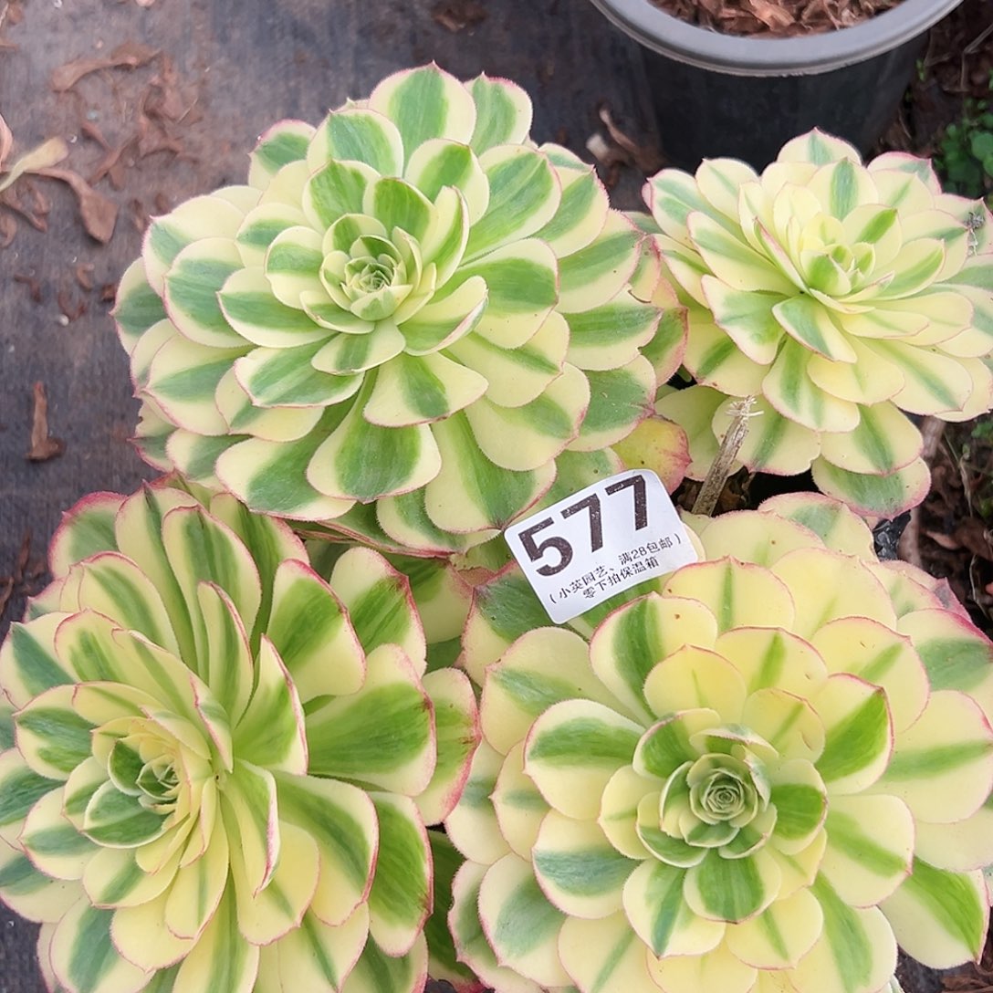 海王577多肉植物多肉植物