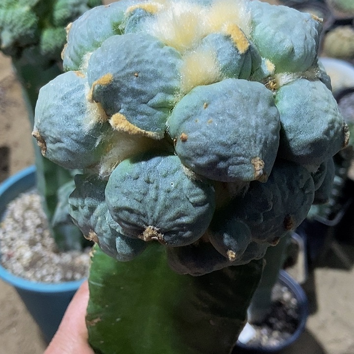 无花朵福利蓝白大尤蛋尤怒牡丹608