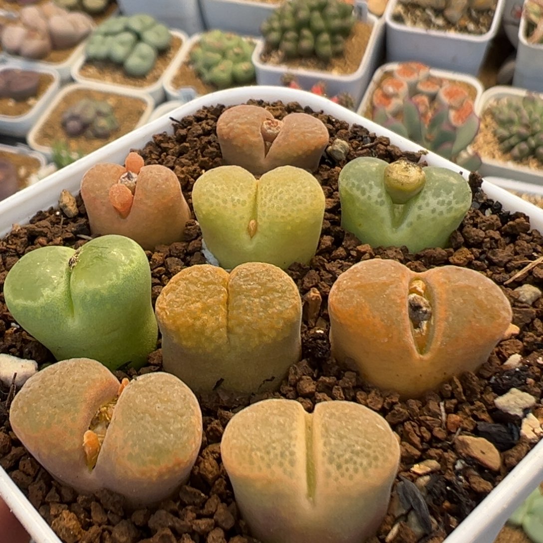 95多肉植物百科植物