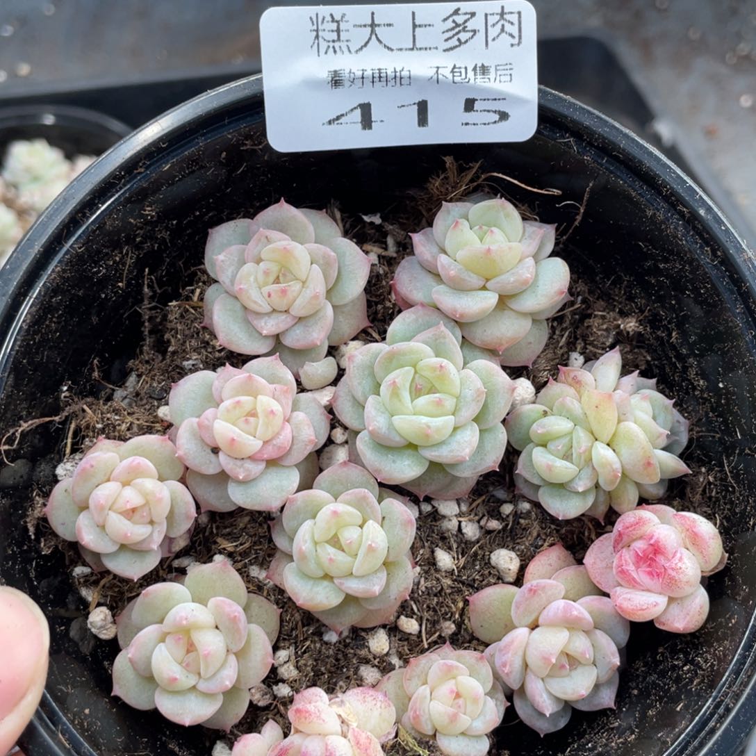 糕大上多肉植物415