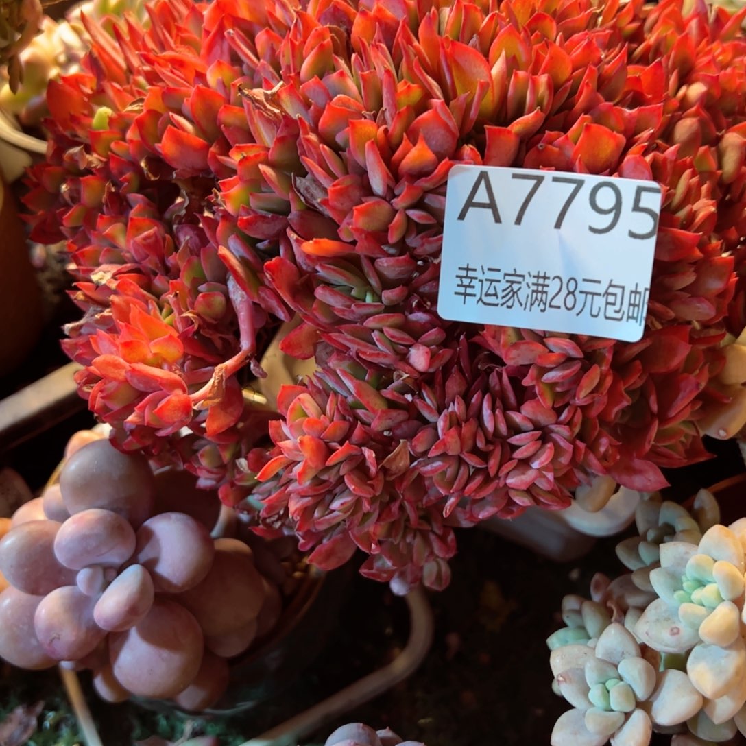 幸运的是我的朋友