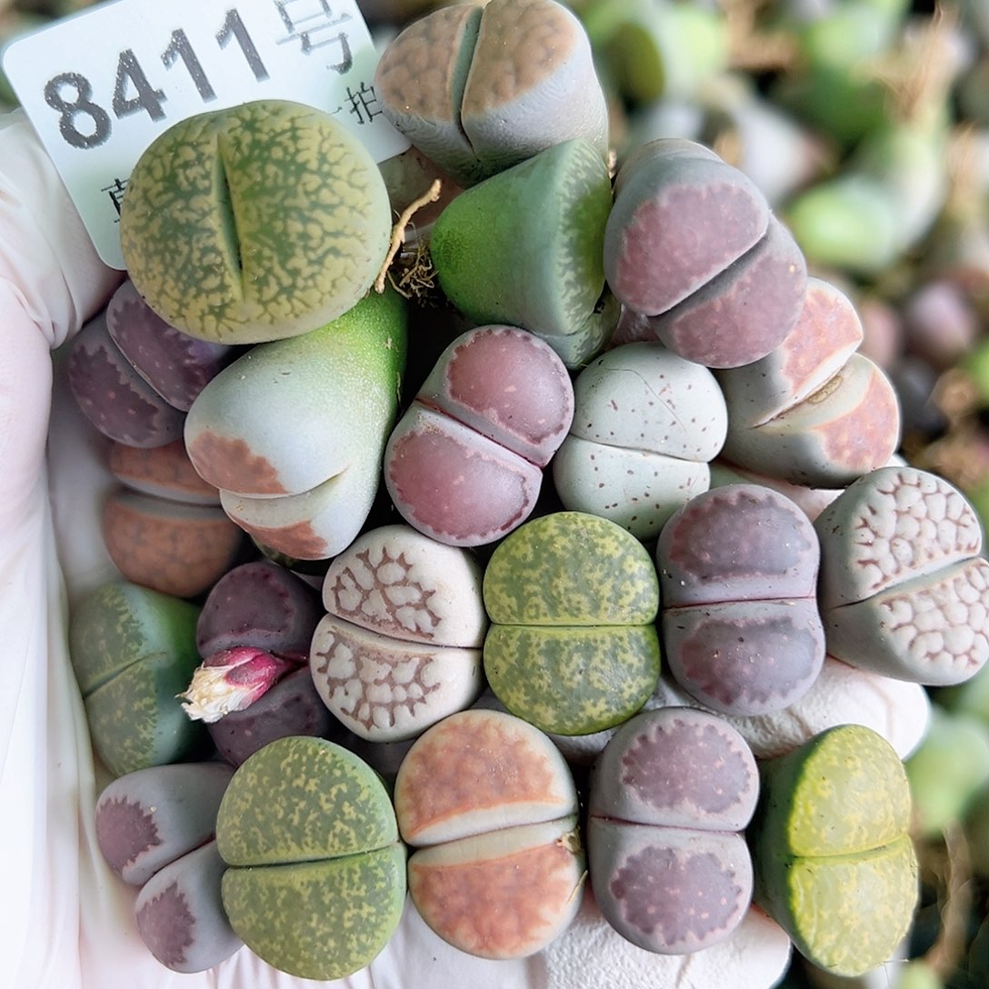 8411 好养易活生石花大母本22个清框下播福利