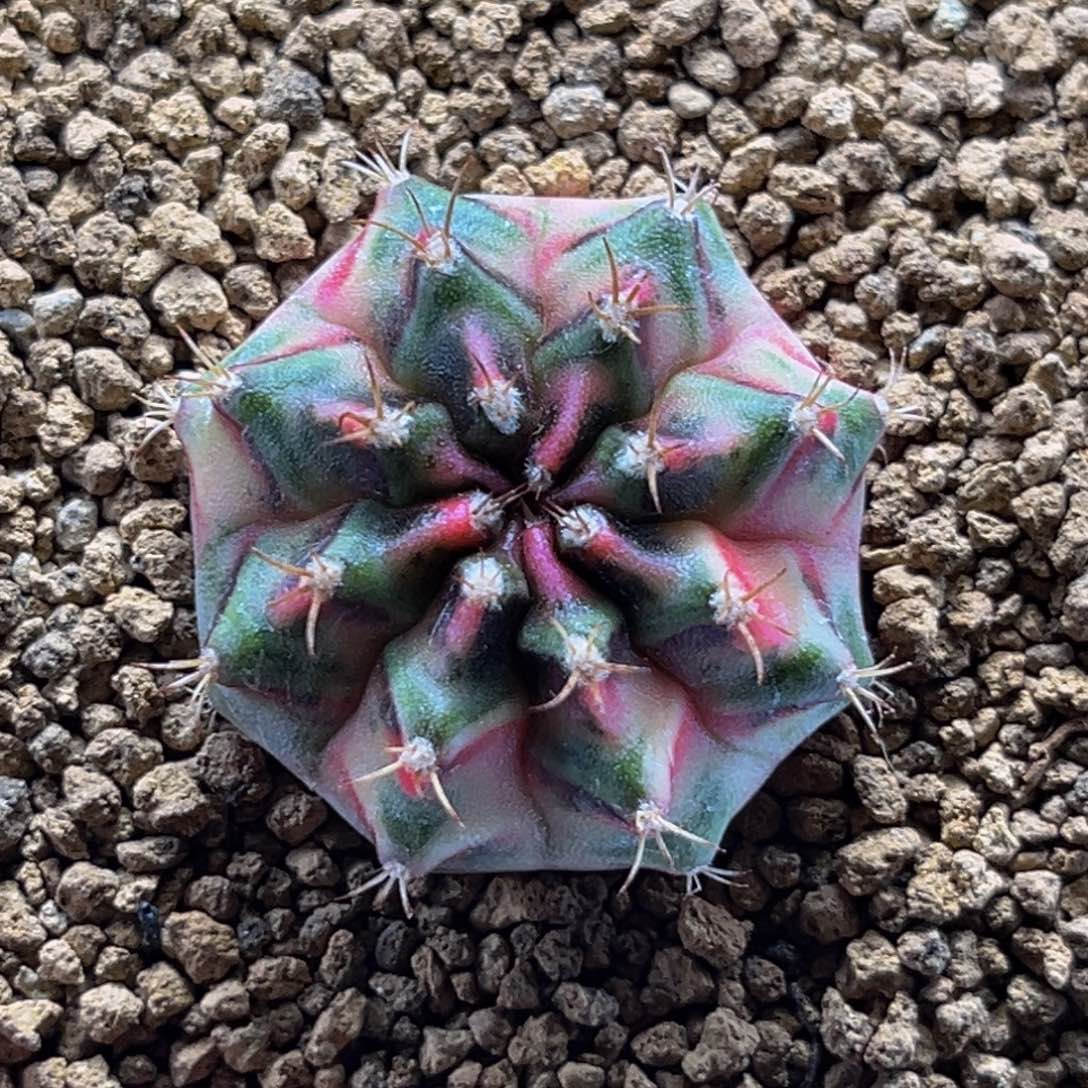 卡农昌 米哈仙人球