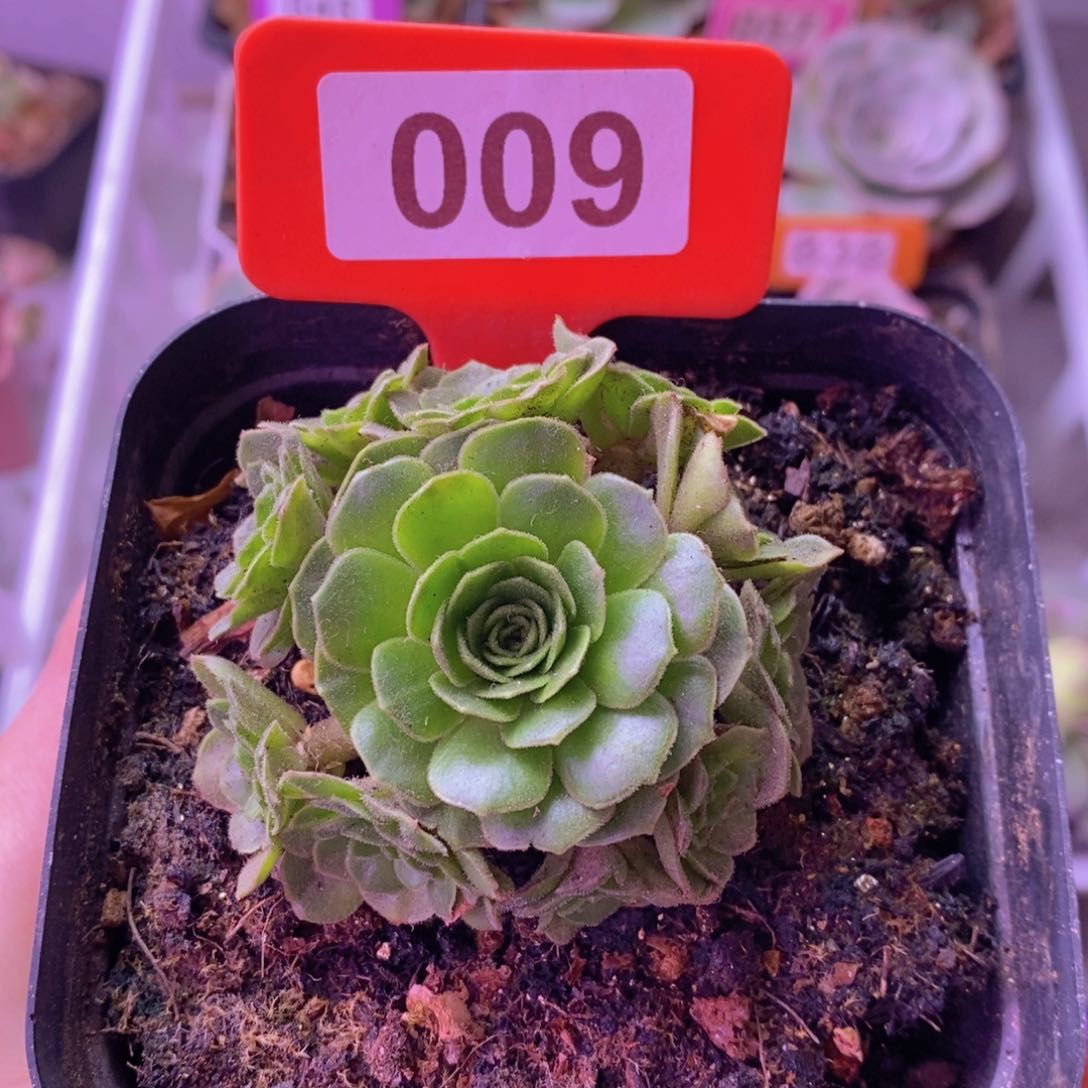 毛山地玫瑰花球009 裸根发