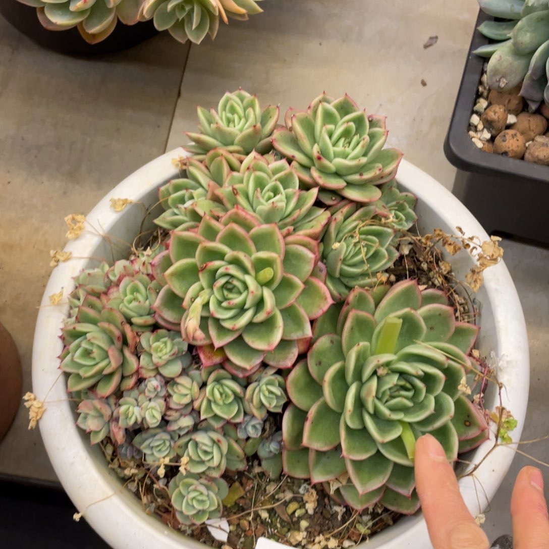 黑大帅多肉399东云