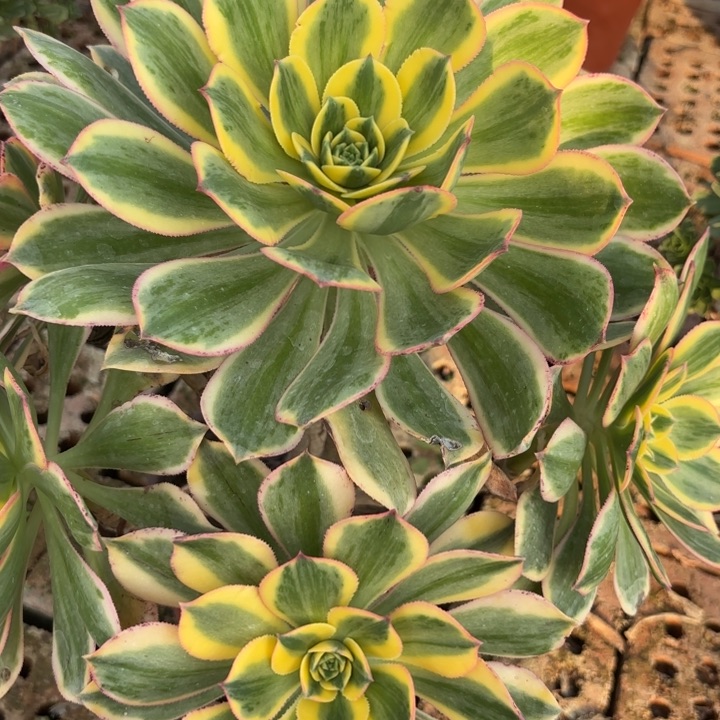 灿烂多肉断枝不包7