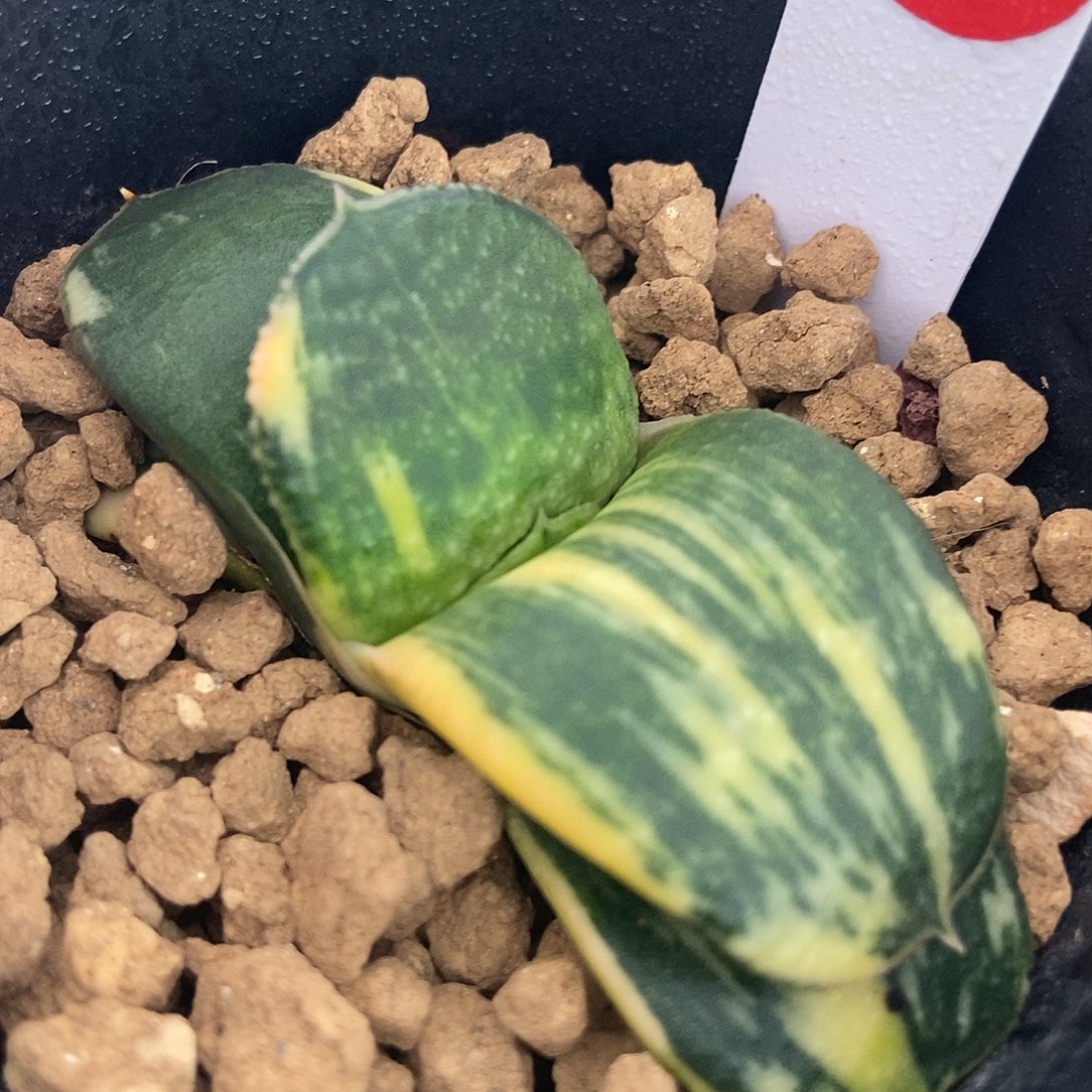908卧牛实生锦带盆发货