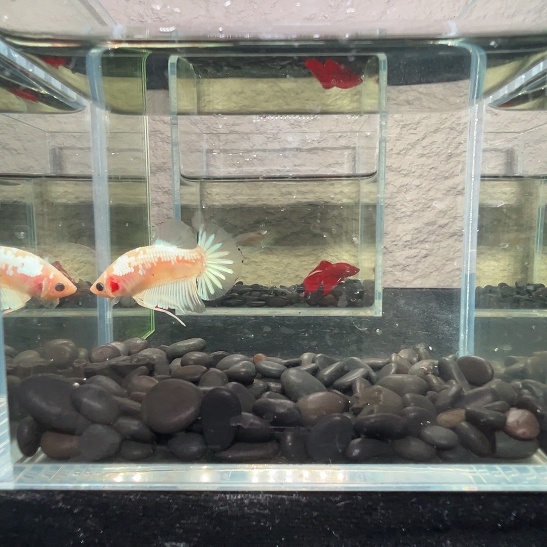 斗鱼阿浩泰斗22日69