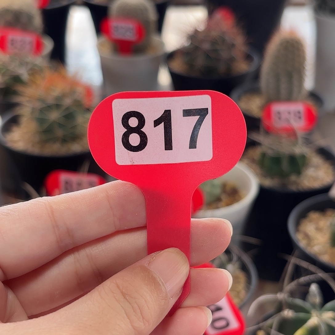 ॐ***聪仙人球实生仙人球