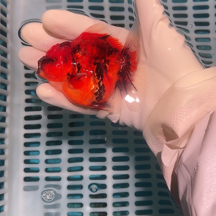 金鱼包邮481885085