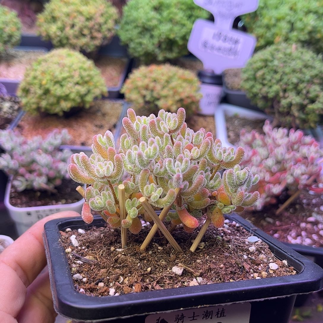 362优选冰晶枝干番杏