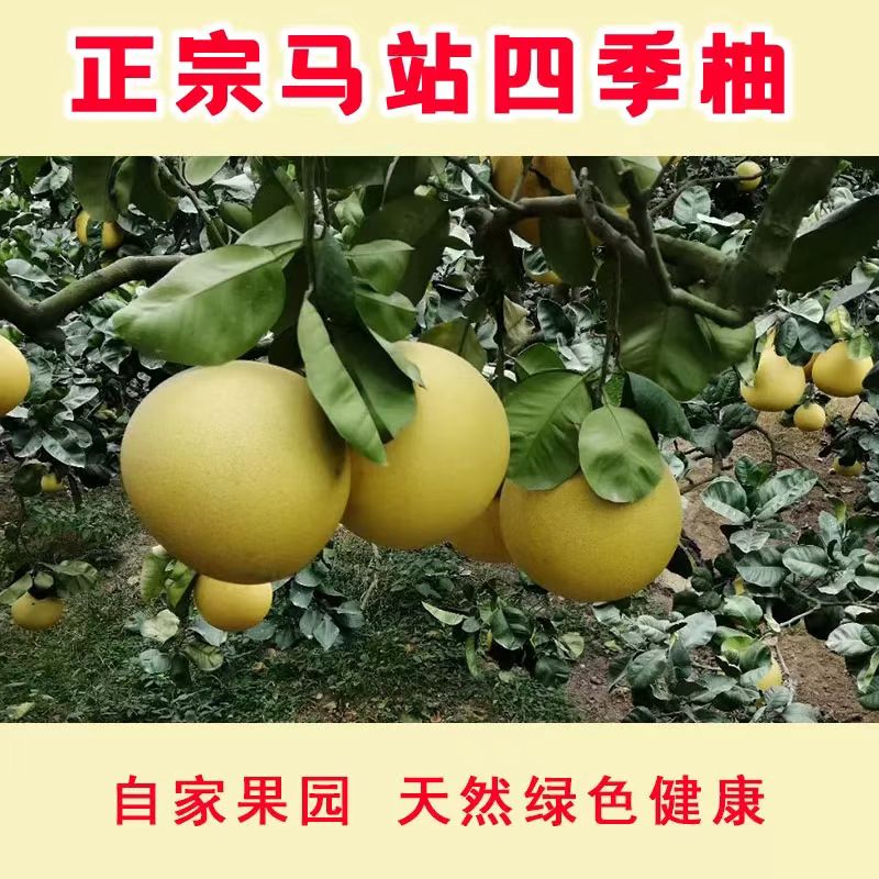 苍南马站四季柚 中魁四季柚 柚乡特产 自家种植 江浙沪包邮