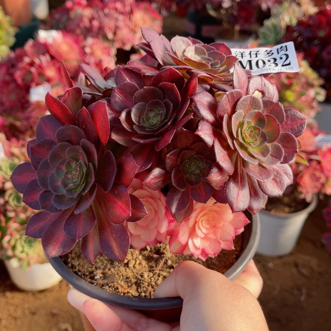 032倾城中班 冠幅18左右