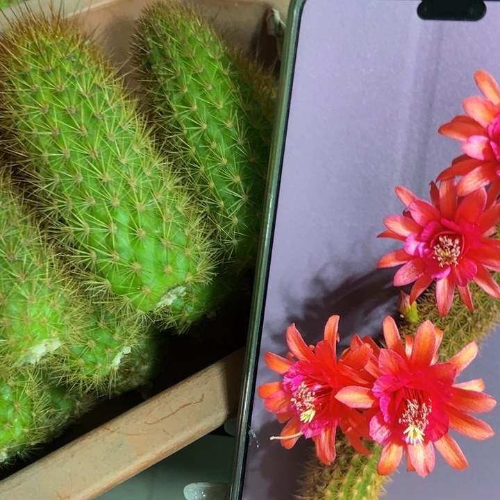 仙人球人鱼金妞侧芽一个