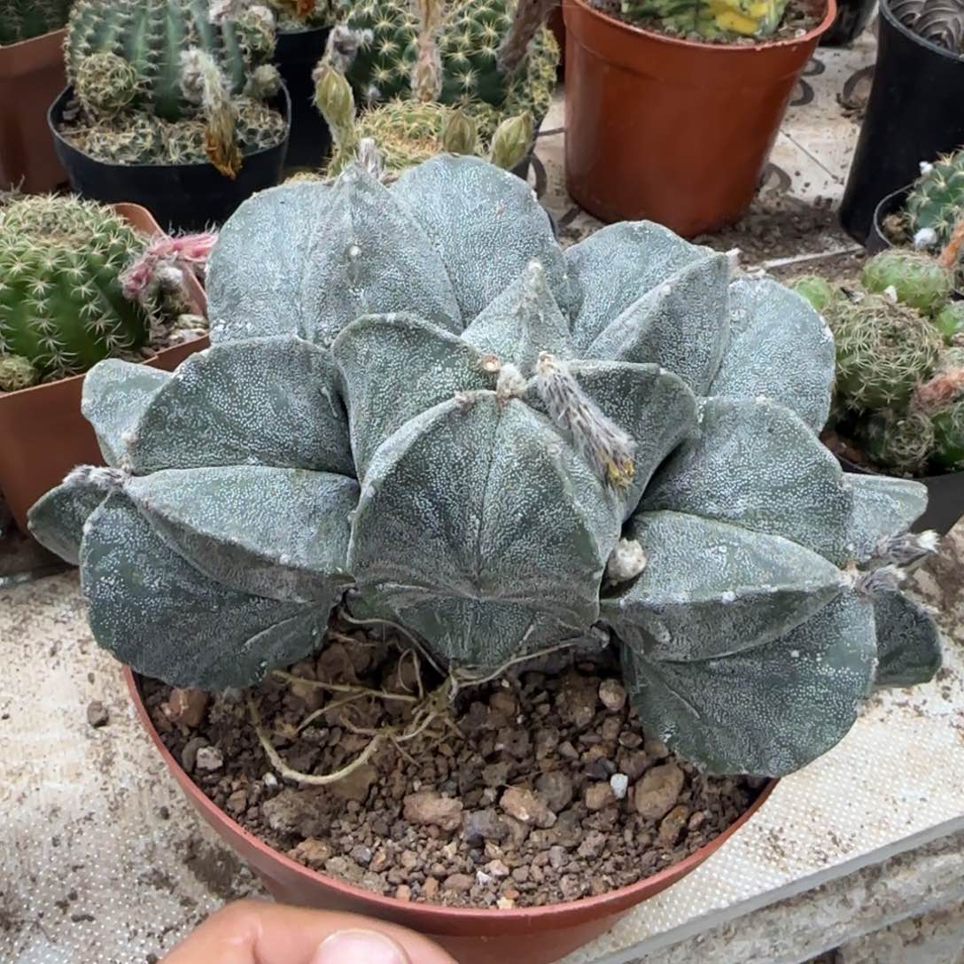 时****。花花花花花