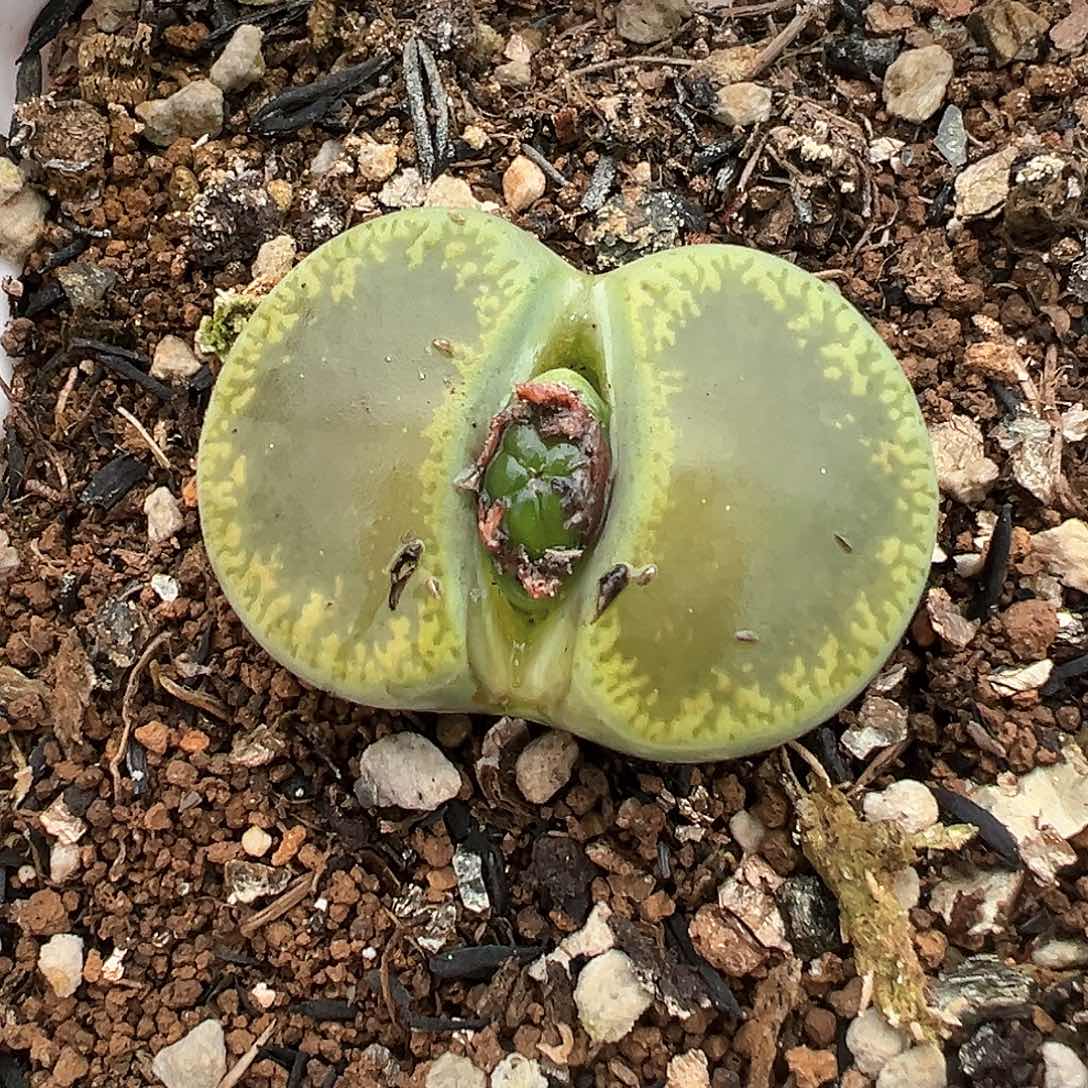 大颗绿宝石 多肉肉锥