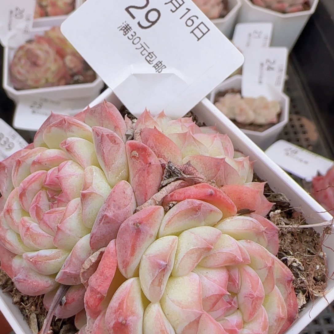 明月心四头一颗脱土发货