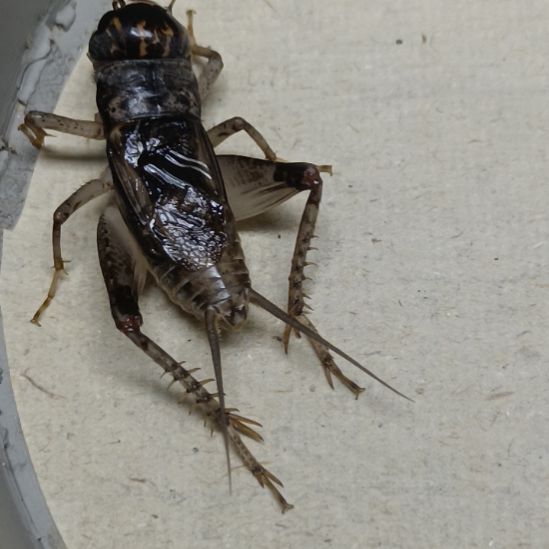 蟋蟀坤园份房蟋蟀蛐蛐