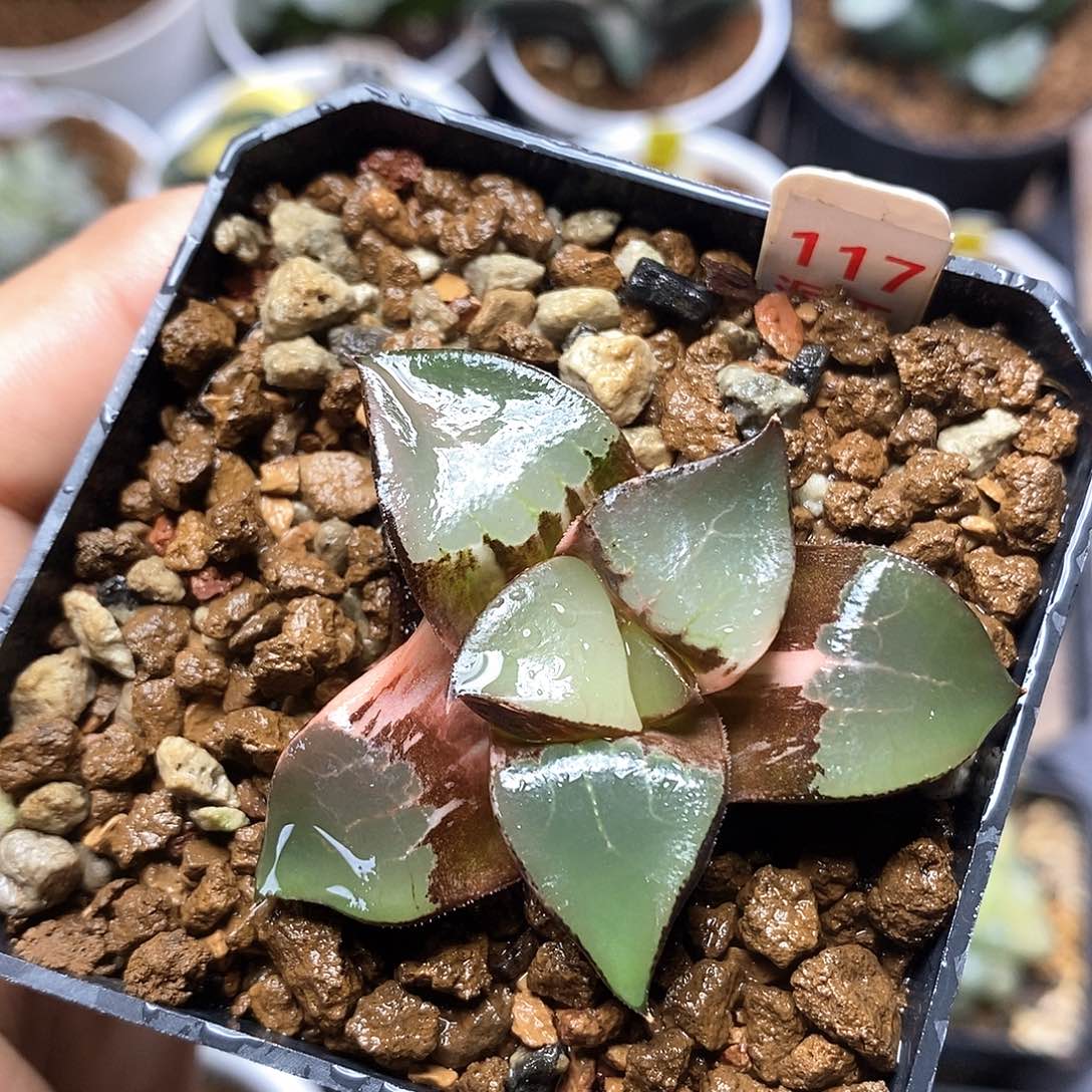 红陶117号龙喜克锦一物一拍