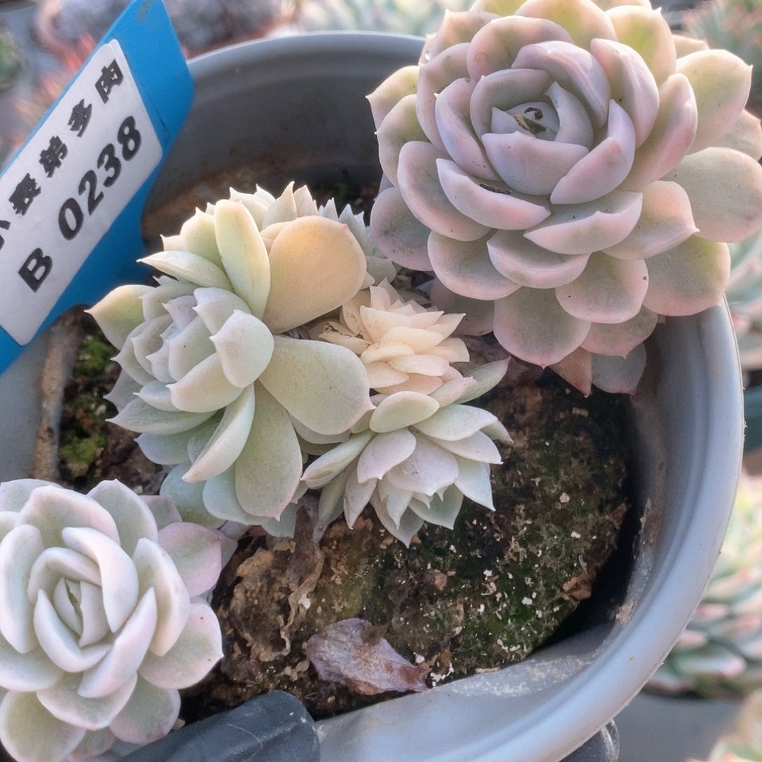 238雪球锦锦锦锦锦锦锦