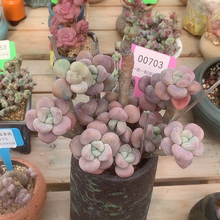 00703，阿就咯哦咯璐璐