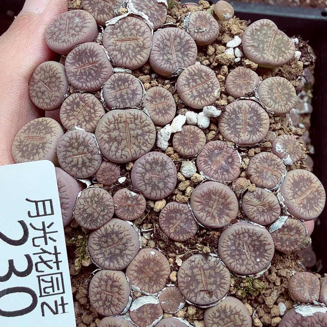 你说是的啊不对是230