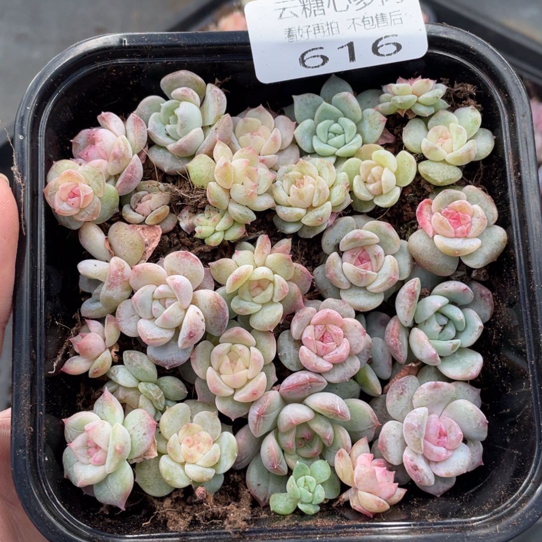 云糖心多肉植物616