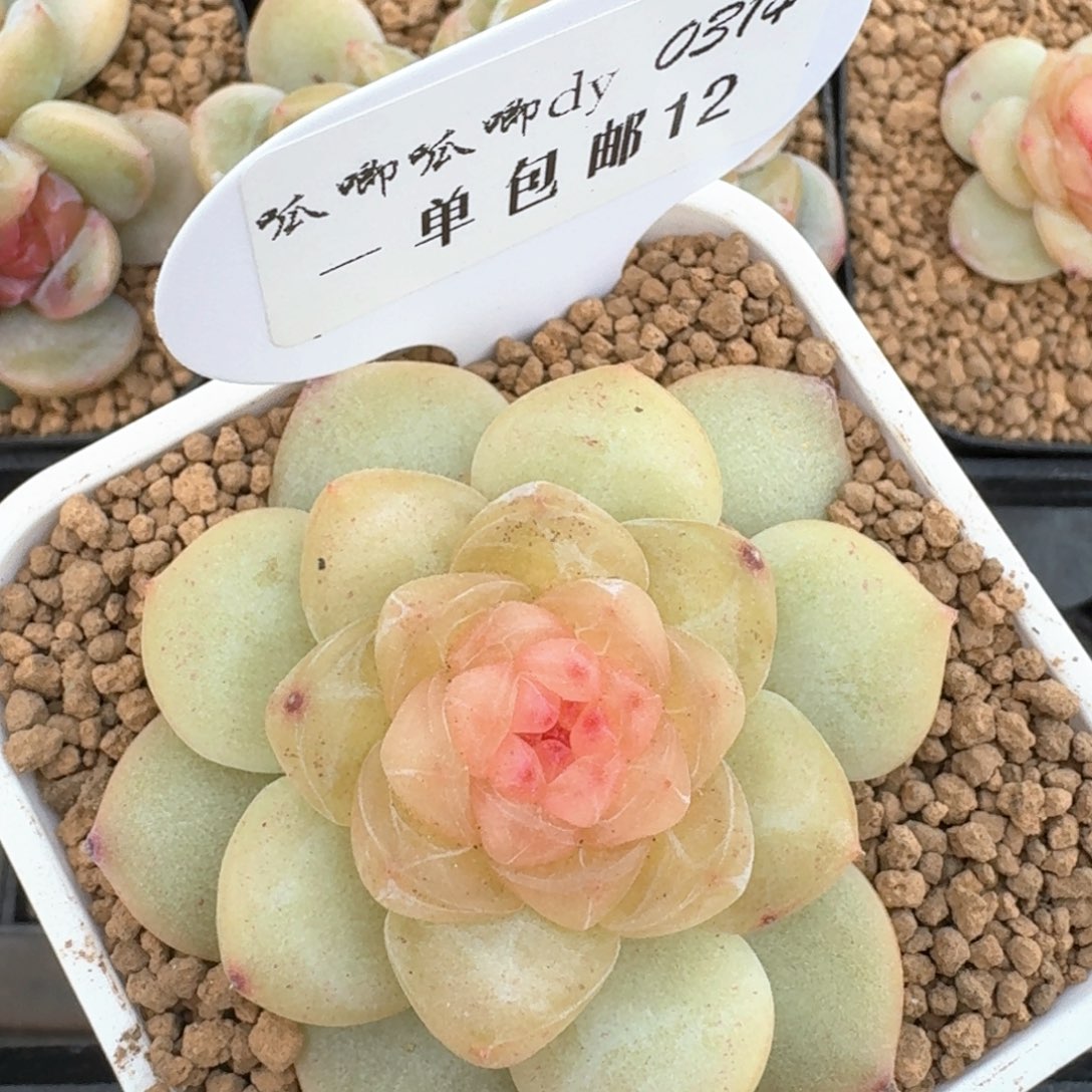 0314-012-巴洛克