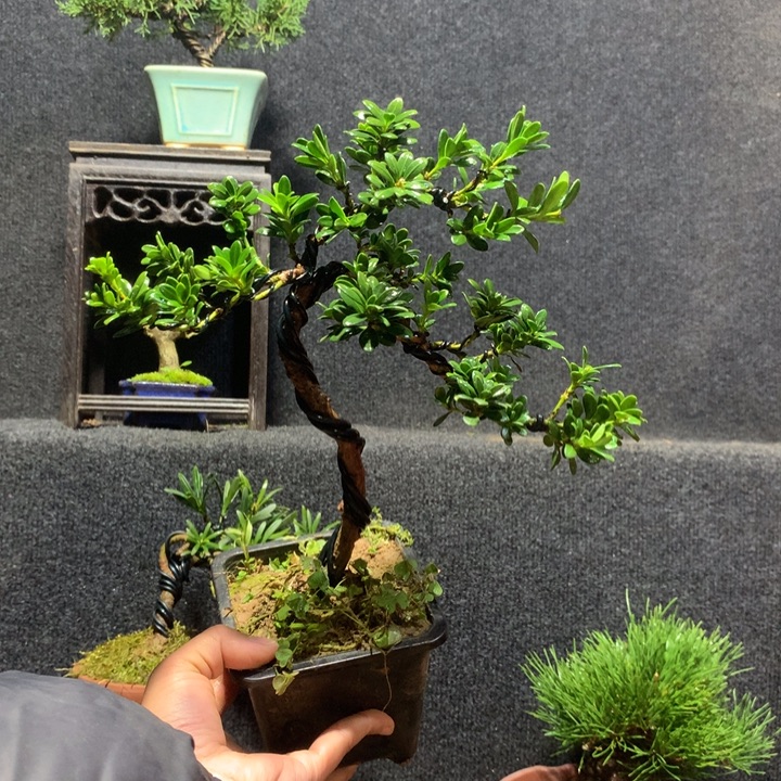 金***哥无花朵1111111111111