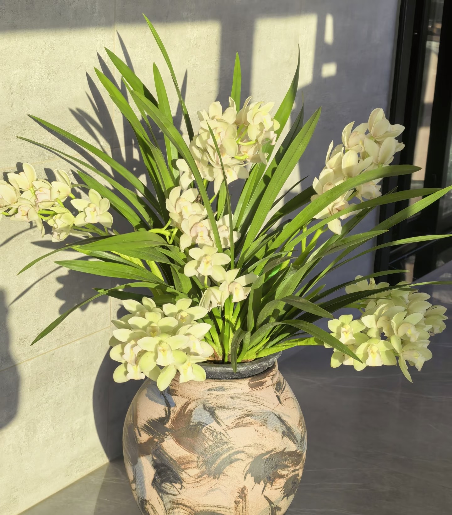 【特级白玉香兰】8枝花剑起发 高端室内盆栽花惠兰 带花苞发