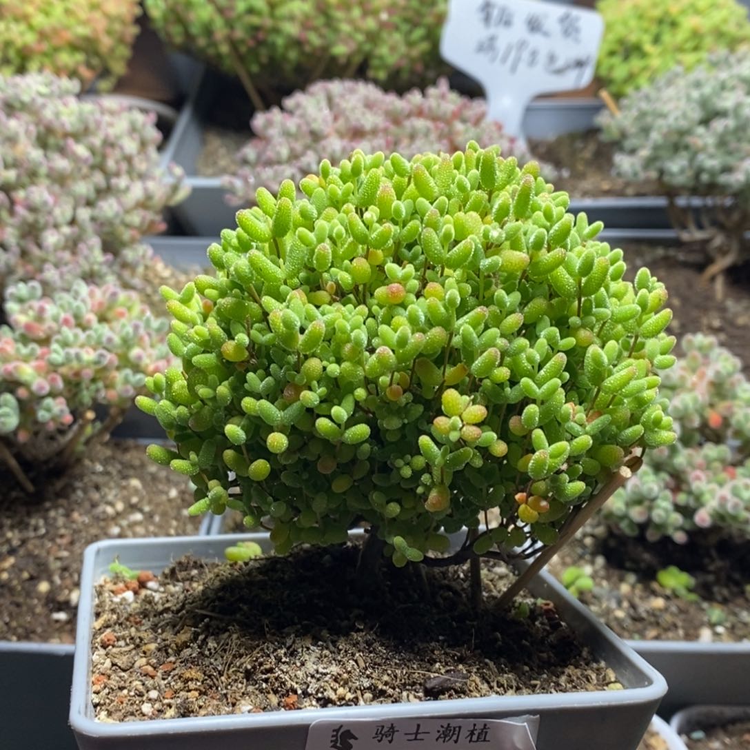 1915蜜橘糖球枝干