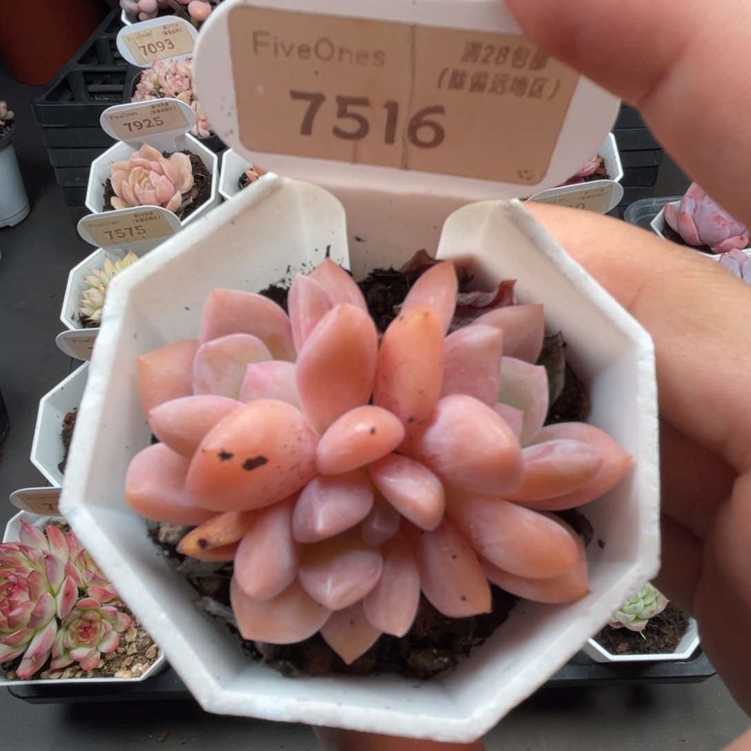 7516 op冰玉 4.0厘米