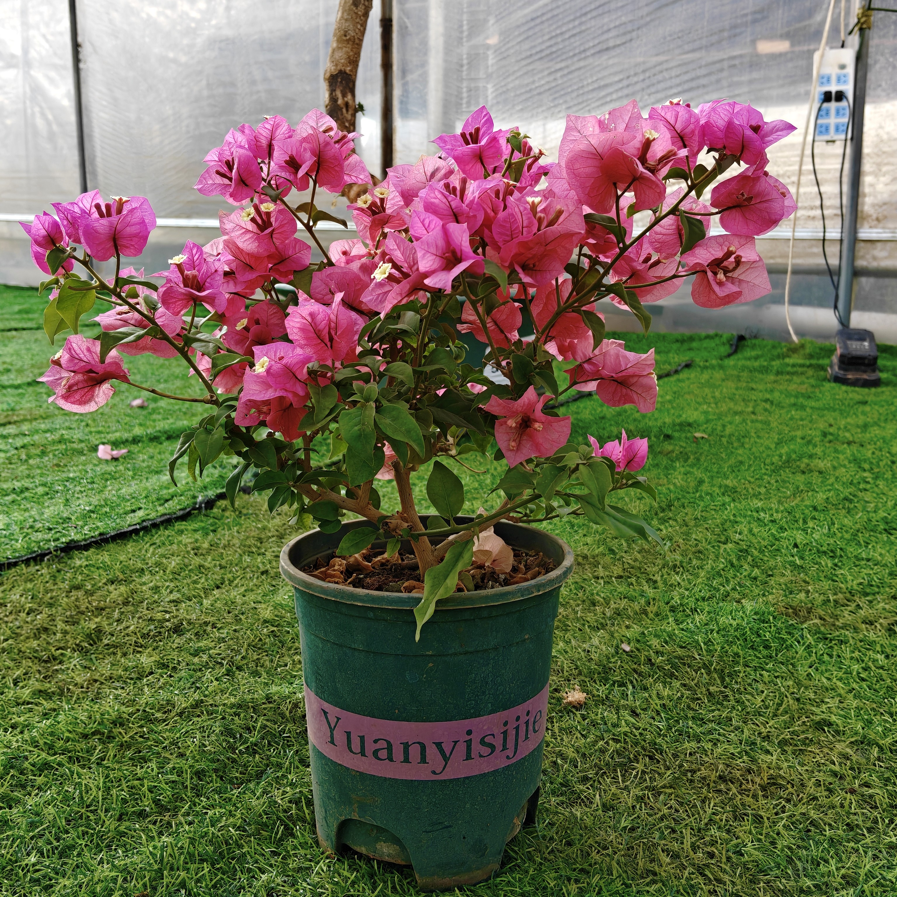 苹安（为君开专利） 勤花 苹果花后代