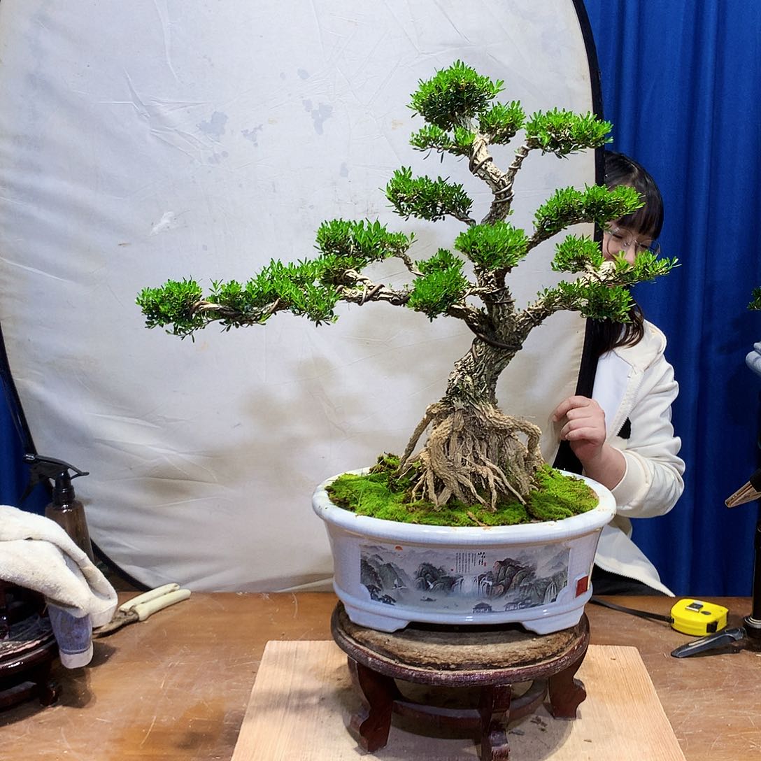 黄杨盆景一物一拍