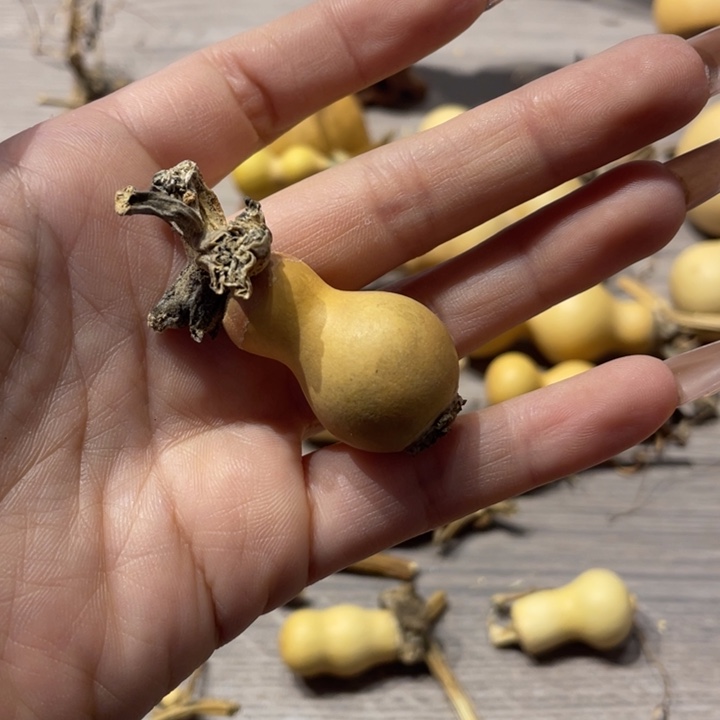 《****林葫芦葫芦葫芦葫芦