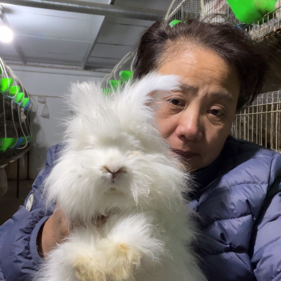 宠物兔英系安哥拉兔