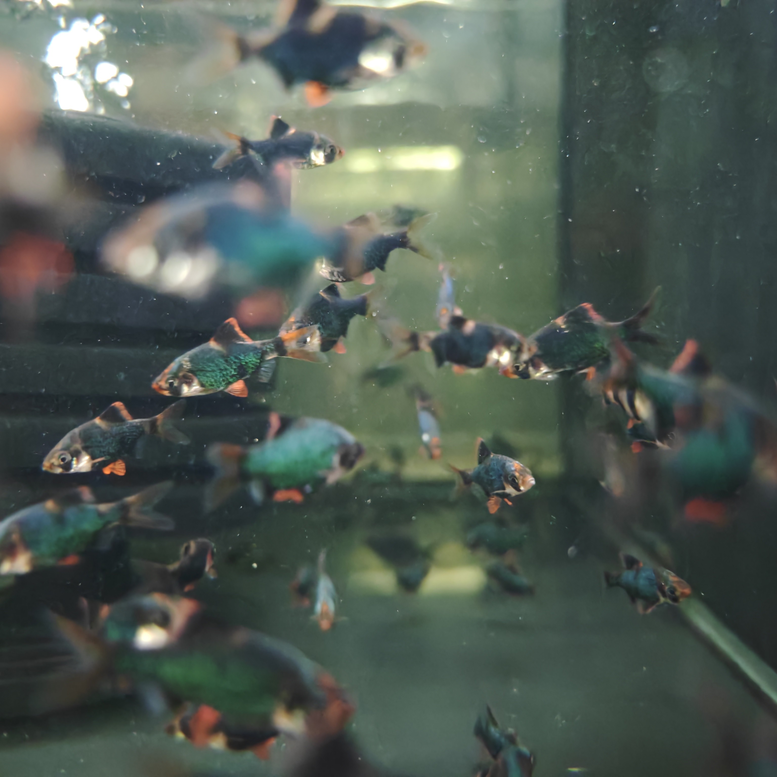 虎皮鱼 小型观赏鱼高端灯鱼草缸鱼