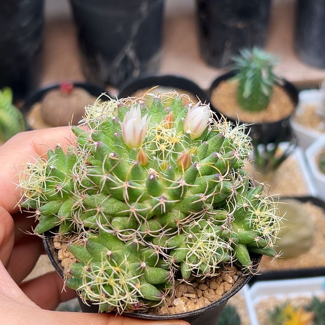 秦丝群一颗一颗一颗