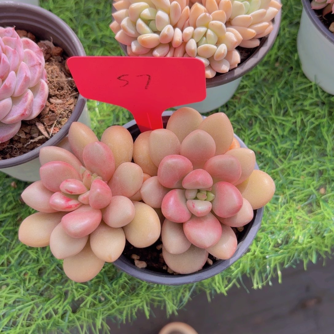 s***h啦啦啦啦啦啦啦啦啦啦啦