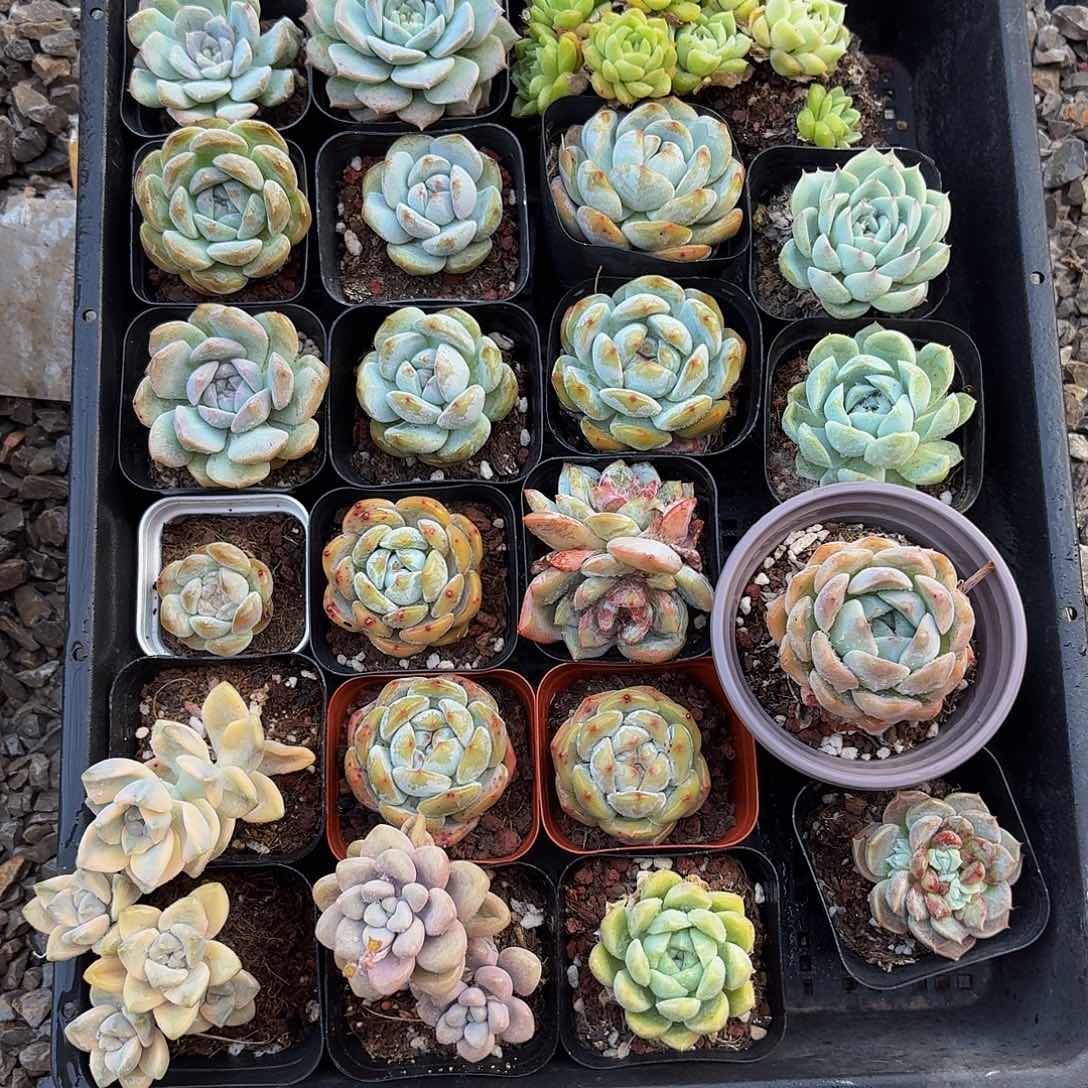 多肉植物。 组合一筐888