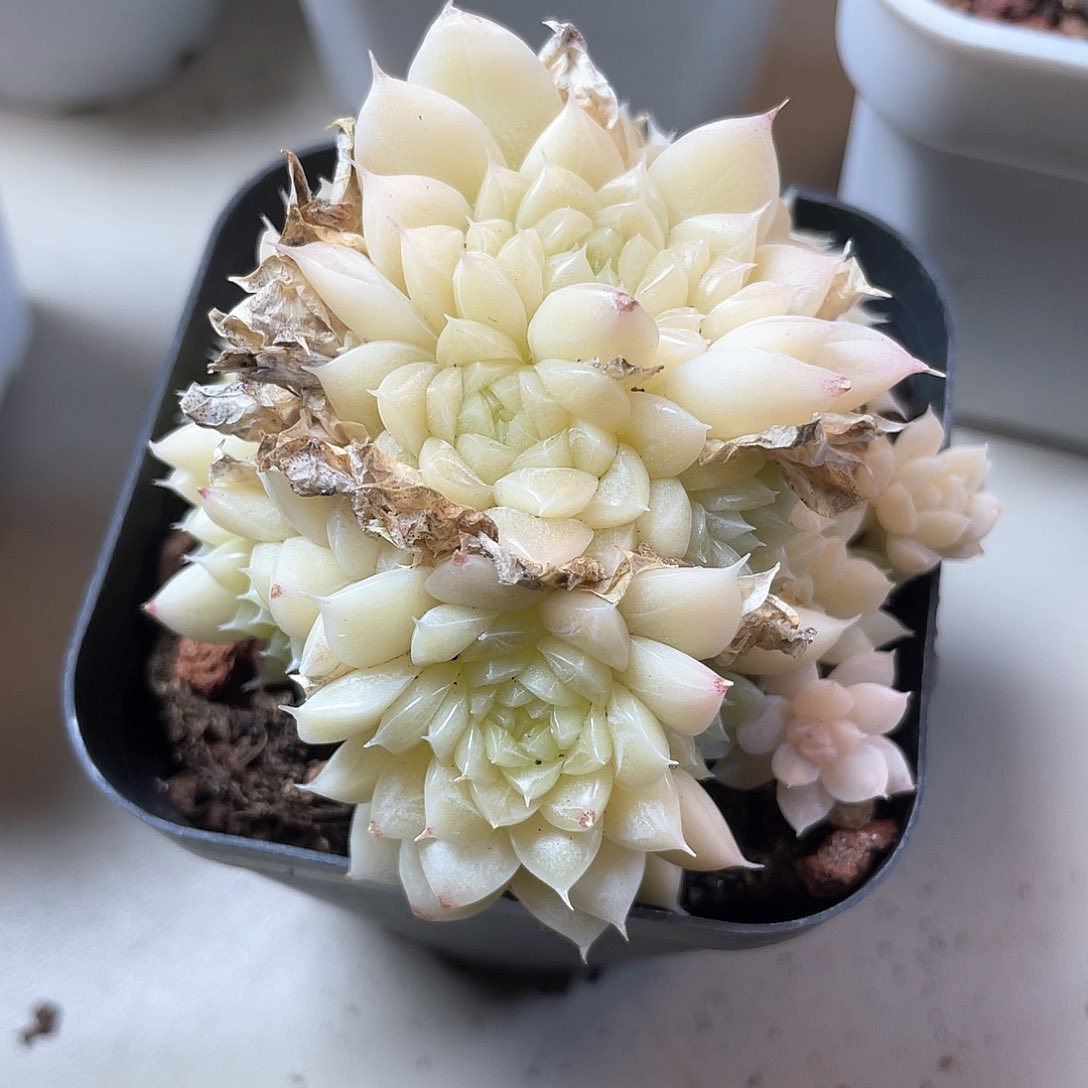 优选麦秆福利9486