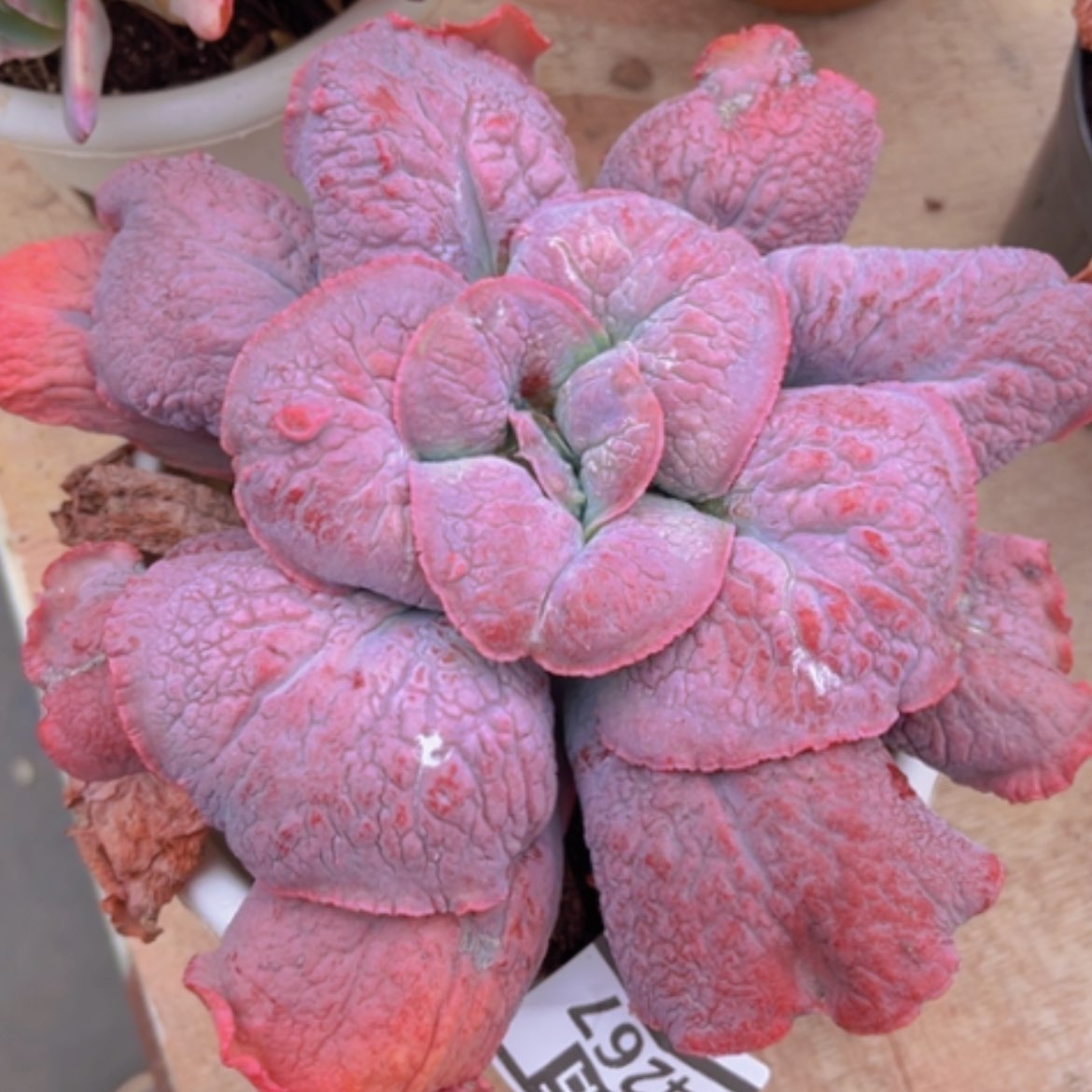 【闪购商品】男爵04267