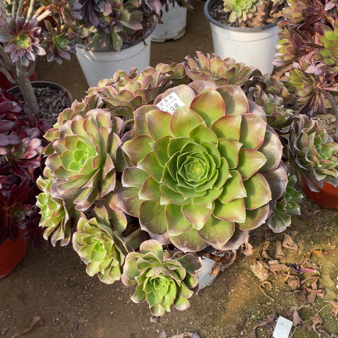 598魅金玫瑰多肉法师断枝不包