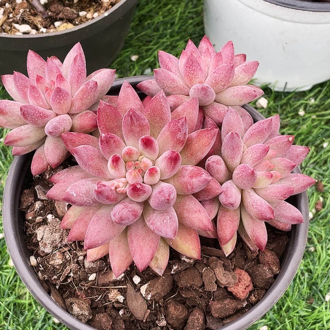 整桩无砍四头金虞姬一颗