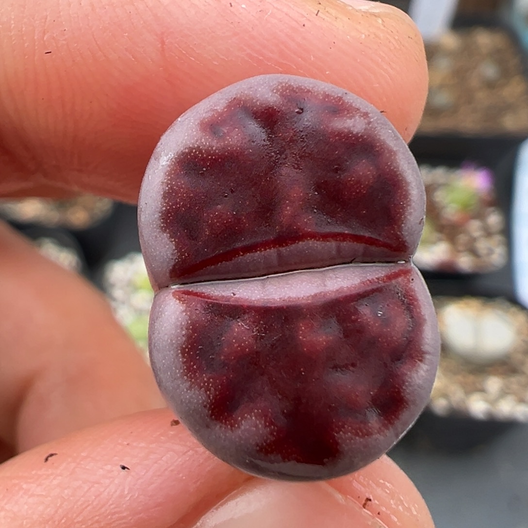 11.14好看的多肉脱土发货419