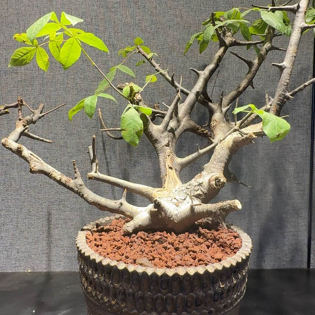 扭矩没药产地熟桩