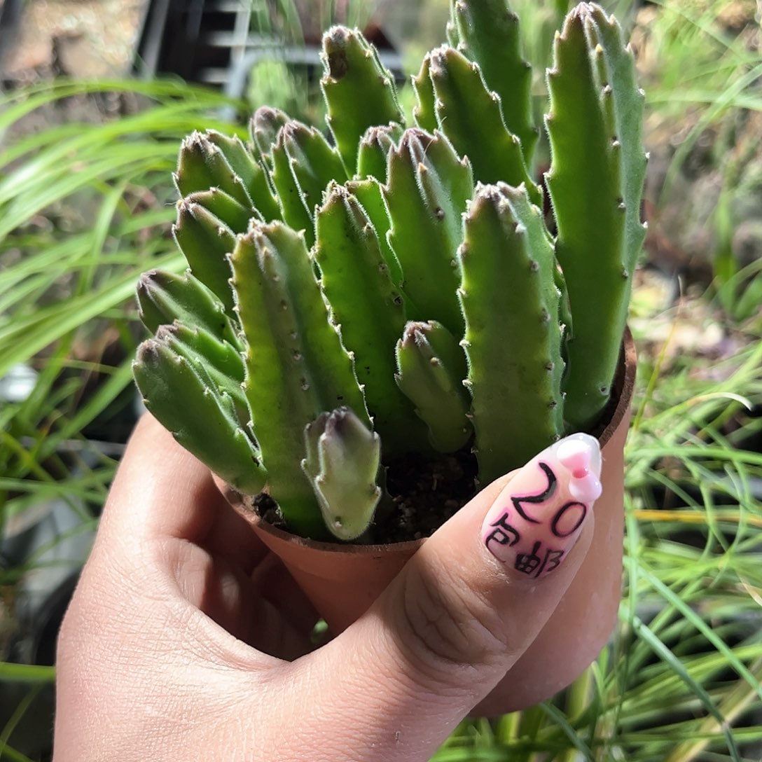 大花角单头发货有根