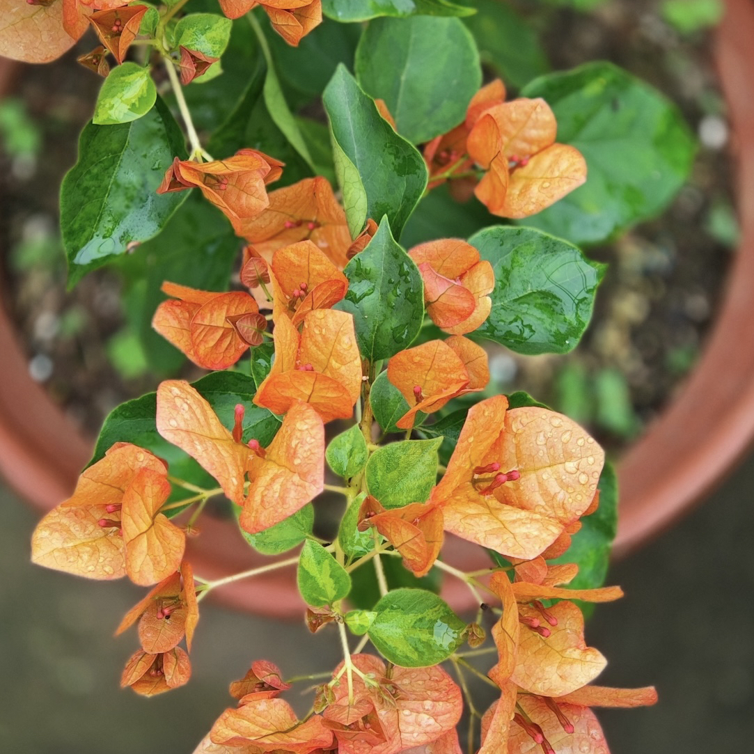 【橙日落】四季开花勤花（落花落叶不售后一个月内换盆不售后）源发