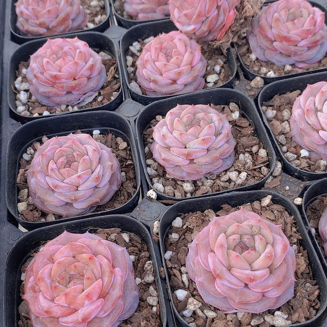 魔钻24567899900000