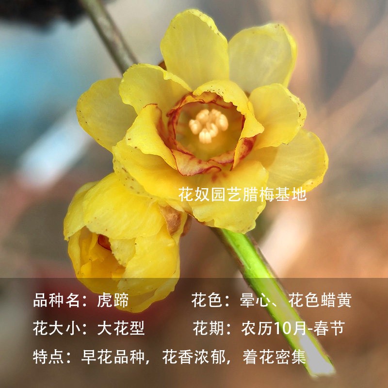 矮桩虎蹄腊梅十月梅开花早早花品盆栽耐寒树苗冬天开花浓香